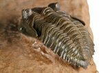 Uncommon Pseudocryphaeus (Cryphina) Trilobite - Lghaft, Morocco #382858-7